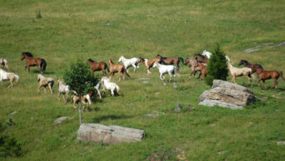 horses running in a field