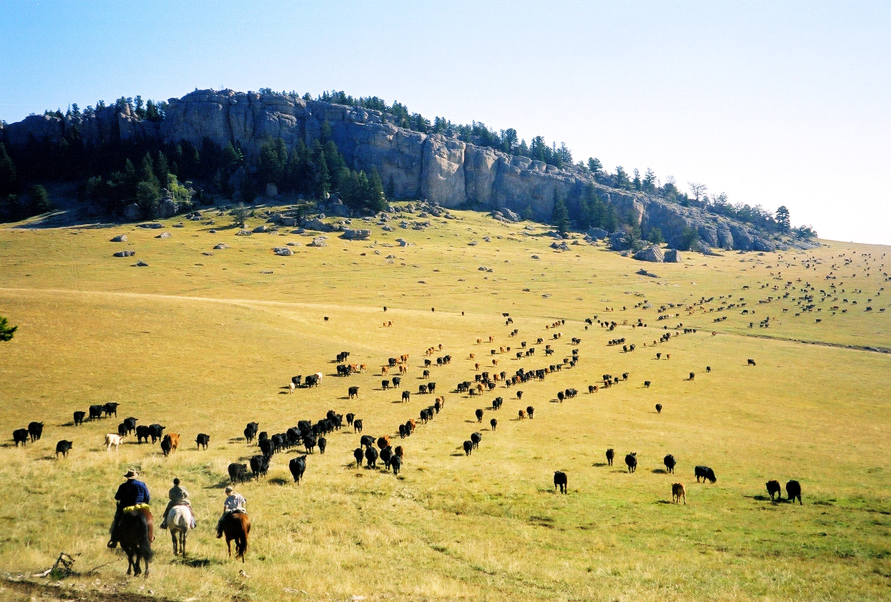 Wild West Adventure cattle walk
