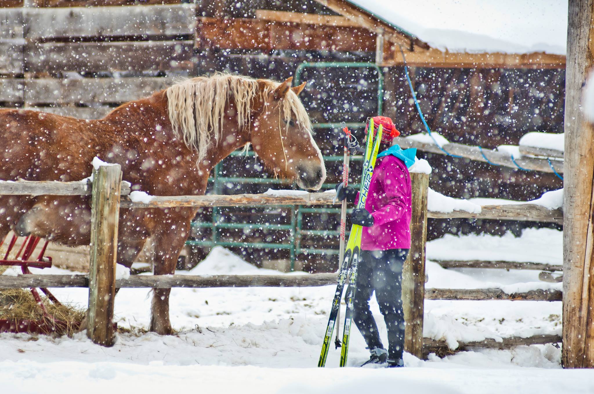 horse in the snow