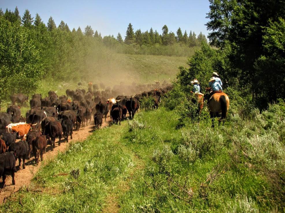 McGarry Ranches Idaho Dude Ranch Working Cattle
