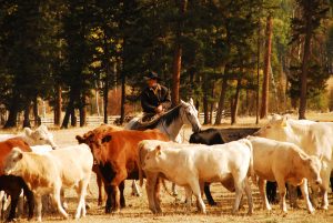 McGinnis Meadows Cattle & Guest Ranch Libby MT Horsemanship