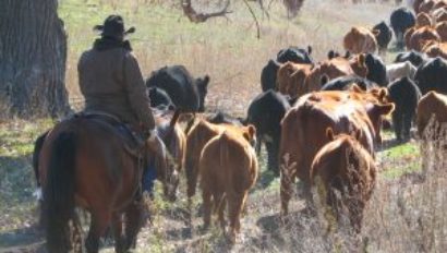 cattle drive