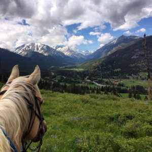 Sweet Grass Cattle Drive