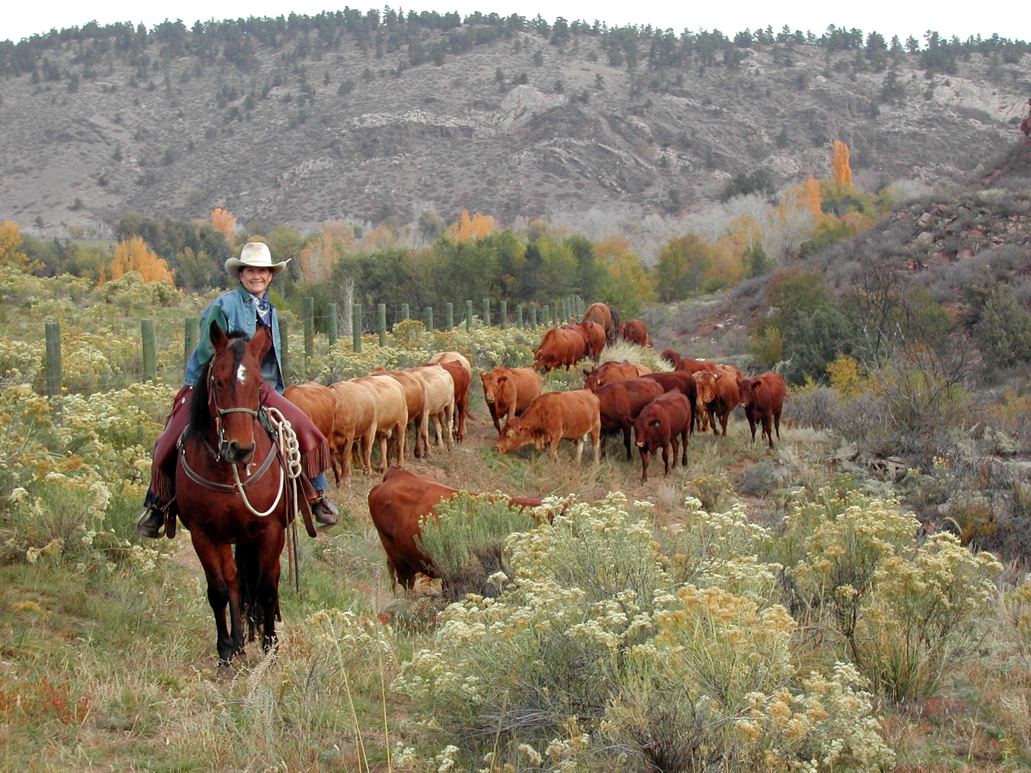 cattle in the mountains