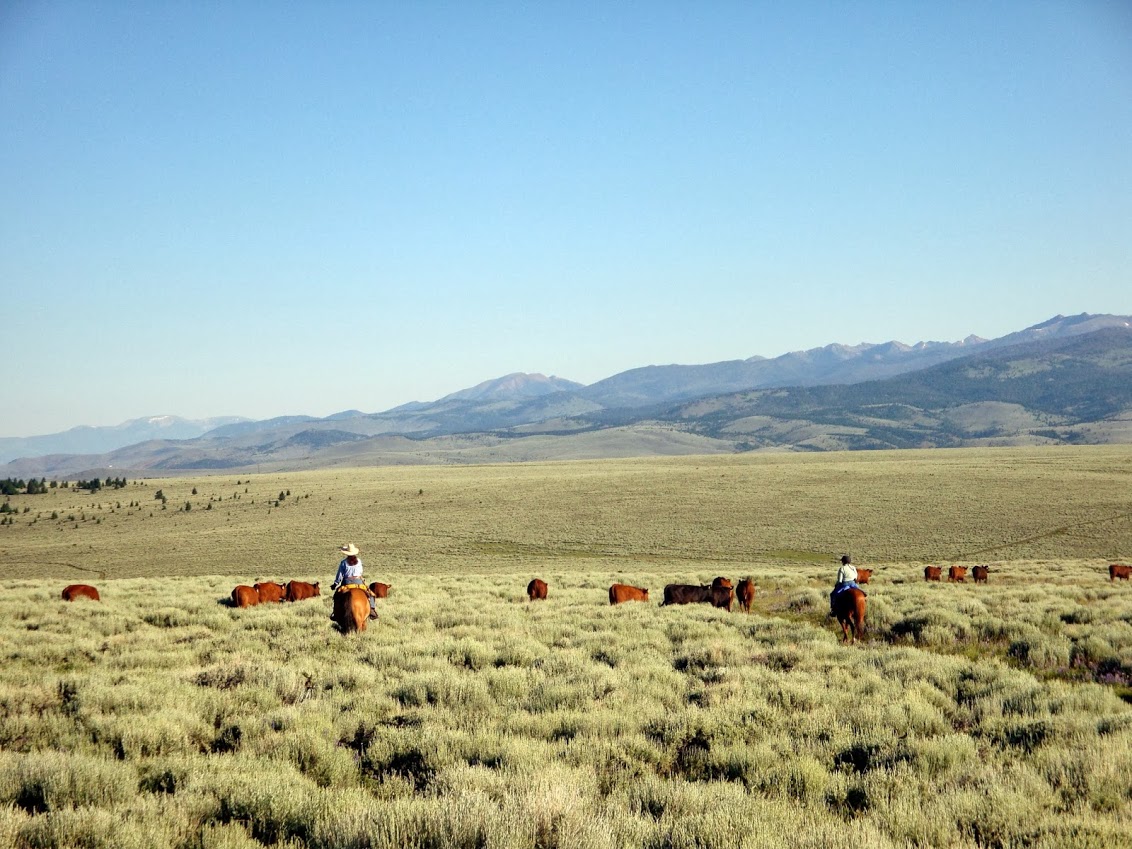 Upper Canyon Outfitters & Guest Ranch