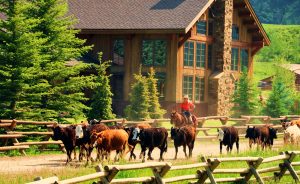 Vista verde drive cattle