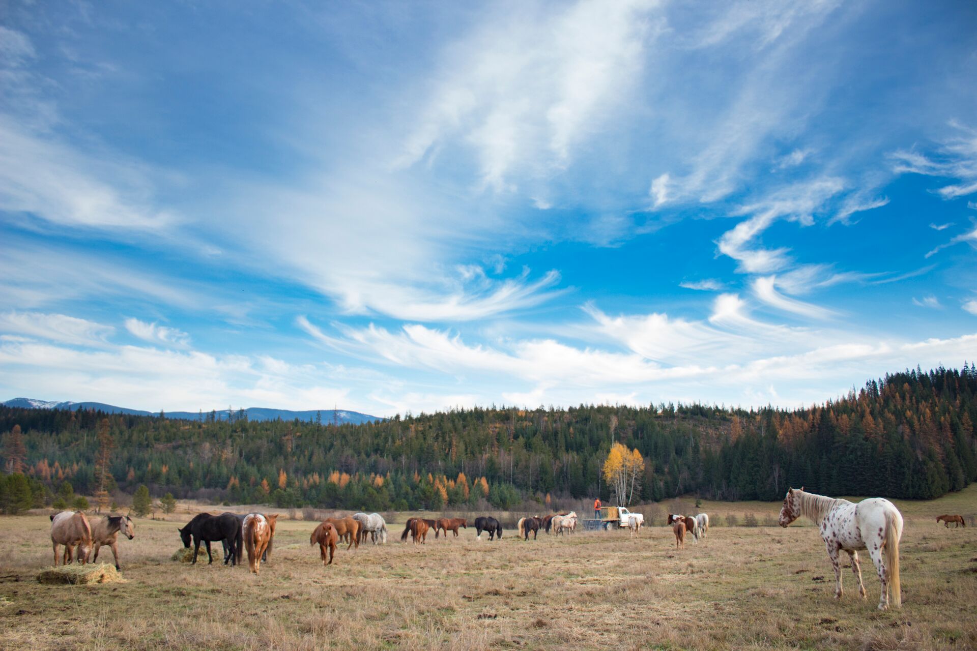 Western Pleasure digital detox