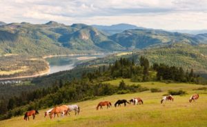 Horses with mountain view at Bull Hill Guest Ranch