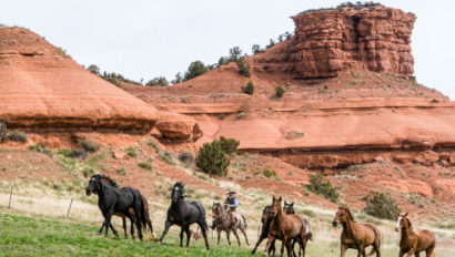 Red reflet gathering horses