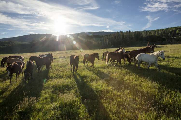 Darwin horses in field